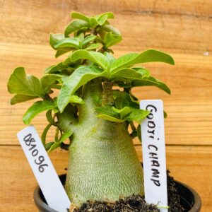 0810 96 Arabicum Godji Champ - F2 12 meses