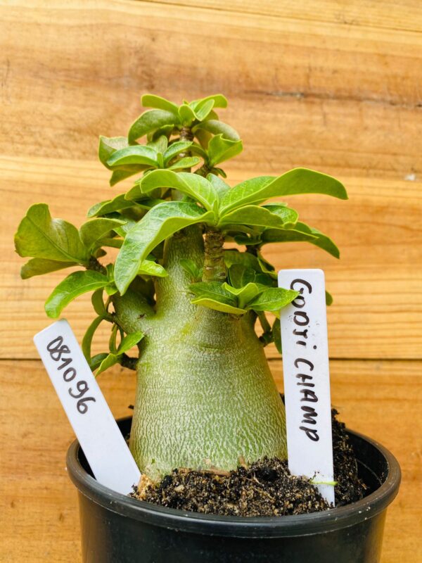 0810 96 Arabicum Godji Champ - F2 12 meses