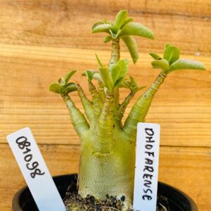 0810 98 Arabicum Dhofarense - F2 12 meses