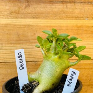 0810 99 Arabicum Popeye - F2 12 meses
