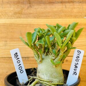 0810 100 Arabicum Dinossaur - F2 12 meses