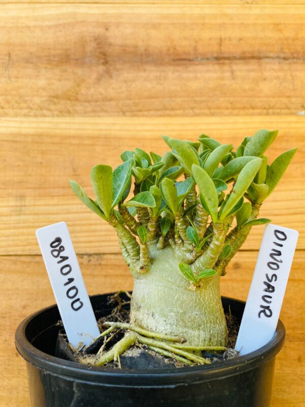 0810 100 Arabicum Dinossaur - F2 12 meses