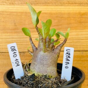 0810 101 Arabicum Urbano - F2 12 meses