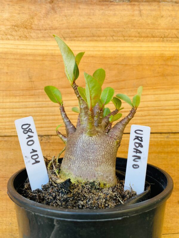 0810 101 Arabicum Urbano - F2 12 meses