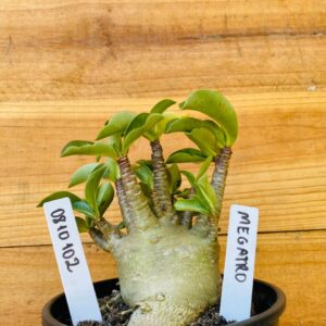 0810 102 Arabicum Megatron - F2 12 meses