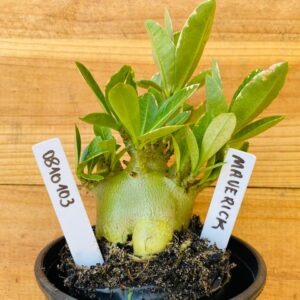 0810 103 Arabicum Maverick - F2 12 meses