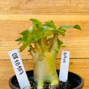 0810 107 Arabicum Popeye - F2 12 meses