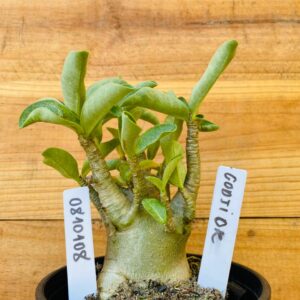 0810 108 Arabicum Godji Dk  - F2 12 meses