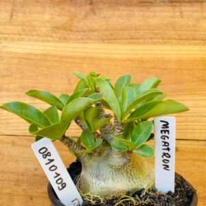 0810 109 Arabicum Megatron - F2 12 meses