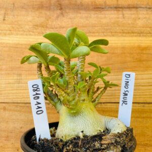 0810 110 Arabicum Dinossaur - F2 12 meses