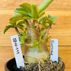 0810 111 Arabicum Dinossaur - F2 12 meses