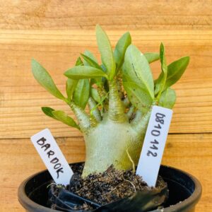 0810 112 Arabicum Bardok - F2 12 meses