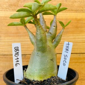 0810 116 Arabicum Thai Soco - F2 12 meses