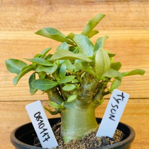 0810 117 Arabicum Tyson - F2 12 meses