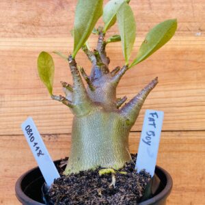 0810 118 Arabicum Fat Boy - F2 12 meses