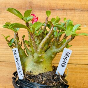 0810 119 Arabicum Megalodonte - F2 12 meses