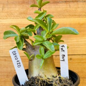 0810 120 Arabicum Fat Boy - F2 12 meses