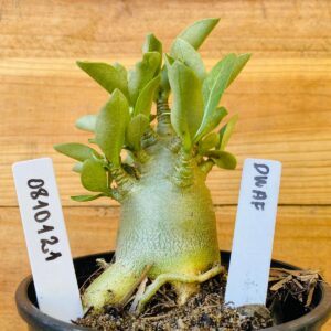 0810 121 Arabicum Dwaf - F2 12 meses