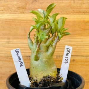 0810 124 Arabicum Ironhide - F2 12 meses