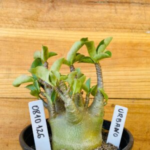 0810 126 Arabicum Urbano - F2 12 meses