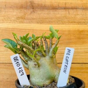 0810 127 Arabicum Megatron - F2 12 meses