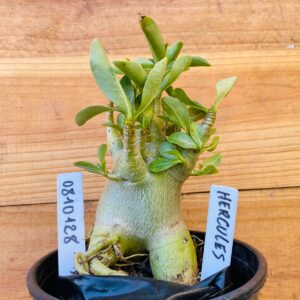 0810 128 Arabicum Hércules - F2 12 meses
