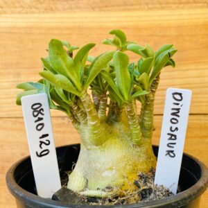 0810 129 Arabicum Dinossaur - F2 12 meses