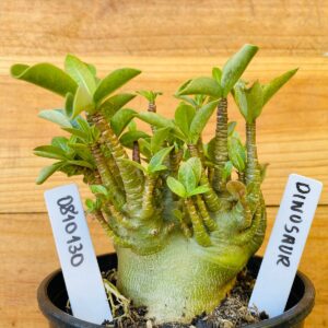 0810 130 Arabicum Dinossaur - F2 12 meses