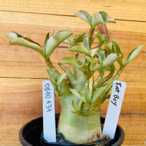 0810 131 Arabicum Fat Boy - F2 12 meses