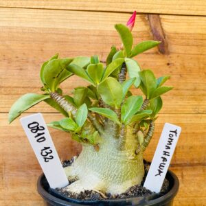 0810 132  Arabicum Tomahawk - F2 12 meses