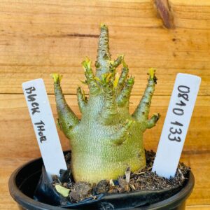 0810 133  Arabicum Black Thor - F2 12 meses