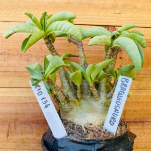 0810 134  Arabicum Braquiossauro - F2 12 meses