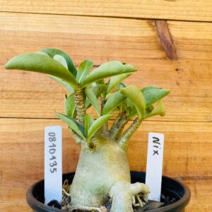 0810 135 Arabicum Braquiossauro - F2 12 meses