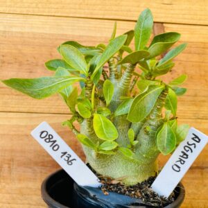 0810 136 Arabicum Asgard - F2 12 meses