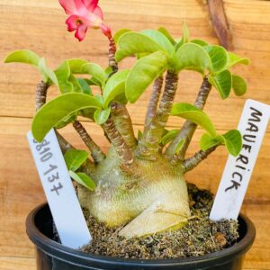 0810 137 Arabicum Maverick - F2 12 meses