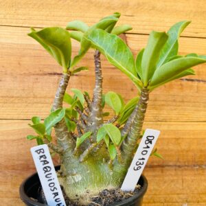 0810 139 Arabicum Braquiossauro - F2 12 meses