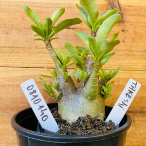 0810 140 Arabicum Takeshi - F2 12 meses