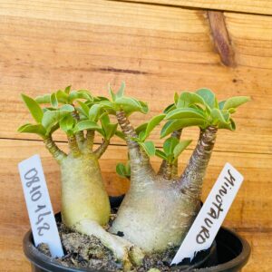 0810 142 Arabicum Minotauro - F2 12 meses