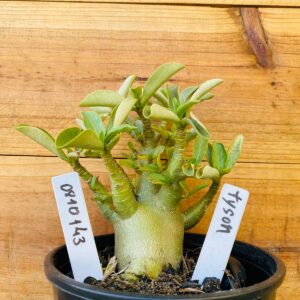 0810 143 Arabicum Tyson - F2 12 meses
