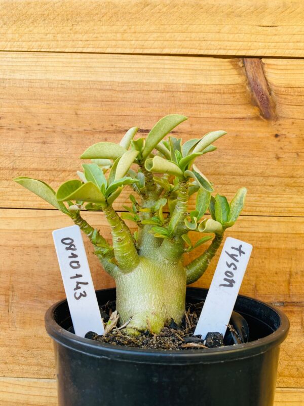 0810 143 Arabicum Tyson - F2 12 meses