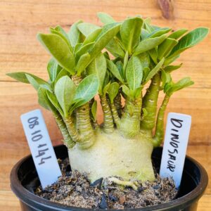 0810 144 Arabicum Dinossaur - F2 12 meses