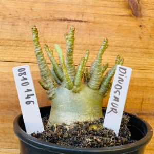 0810 146 Arabicum Dinossaur - F2 12 meses