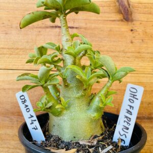 0810 147 Arabicum Dhofarense - F2 12 meses