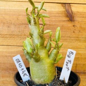 0810 148 Arabicum Big Foot - F2 12 meses