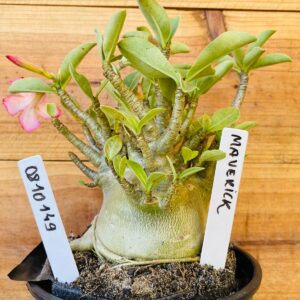 0810 149 Arabicum Maverick  - F2 12 meses