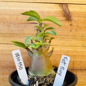 0810 150 Arabicum Fat Boy- F2 12 meses