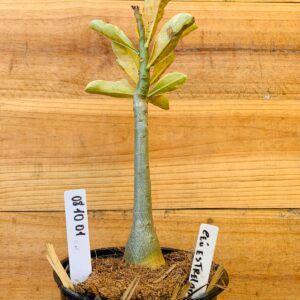 0810 01 Rosa do Deserto Céu Estrelado