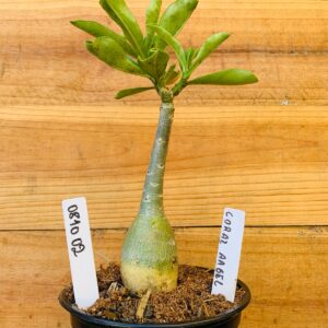 0810 02 Rosa do Deserto Coral Angel