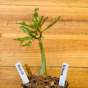 0810 03 Rosa do Deserto Rihanna