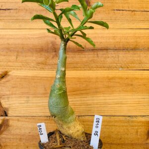 0810 05 Rosa do Deserto BRD8